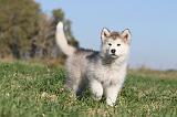 ALASKAN MALAMUTE 108